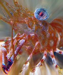 photoshrimp by Martin Dalsaso 